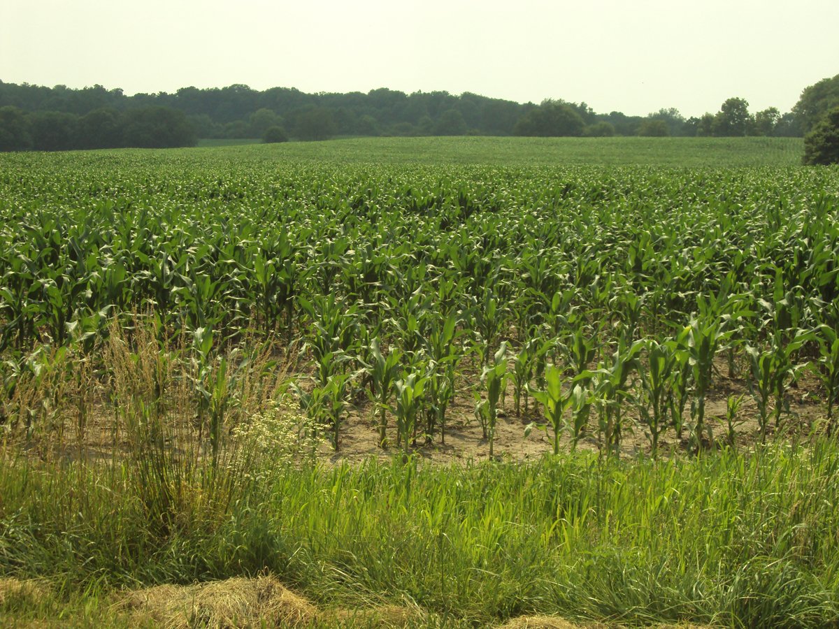 Property photo 19 - 160 Acres Offered in 6 Tracts